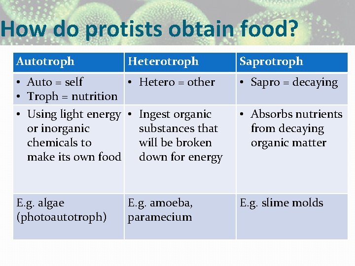 How do protists obtain food? Autotroph Heterotroph Saprotroph • Auto = self • Hetero