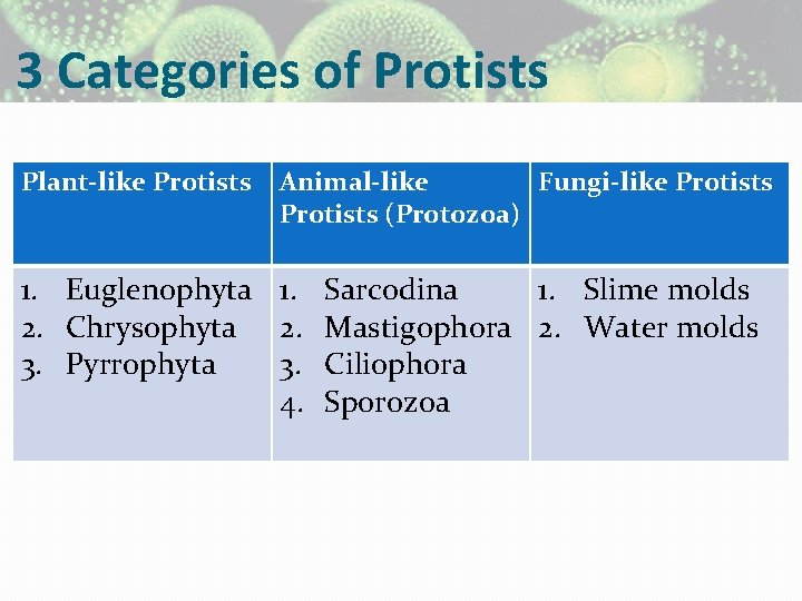 3 Categories of Protists Plant-like Protists Animal-like Fungi-like Protists (Protozoa) 1. Euglenophyta 1. Sarcodina