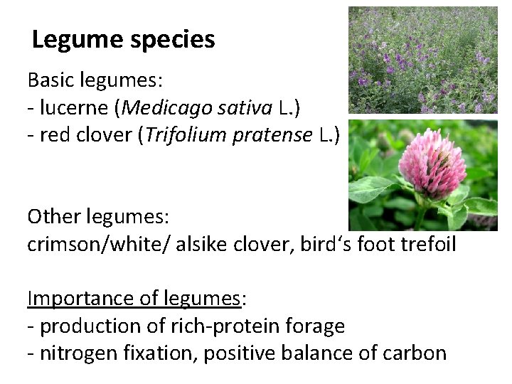 Legume species Basic legumes: - lucerne (Medicago sativa L. ) - red clover (Trifolium