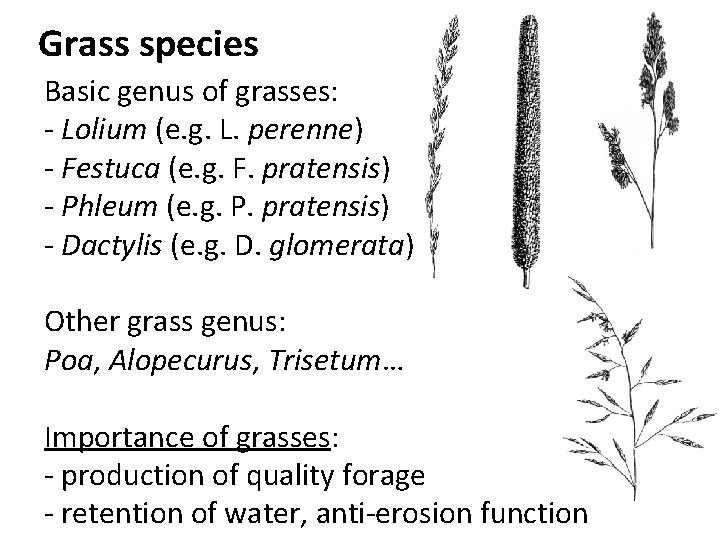 Grass species Basic genus of grasses: - Lolium (e. g. L. perenne) - Festuca