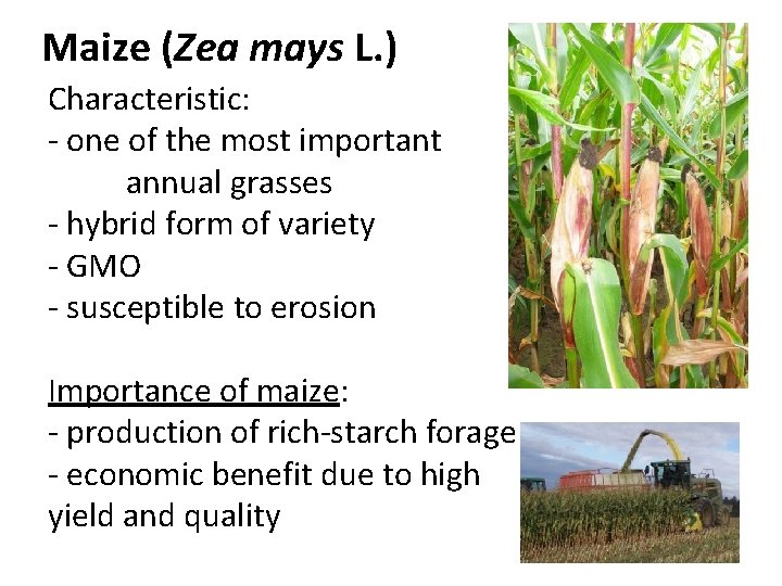 Maize (Zea mays L. ) Characteristic: - one of the most important annual grasses