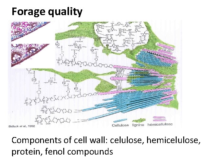 Forage quality Components of cell wall: celulose, hemicelulose, protein, fenol compounds 