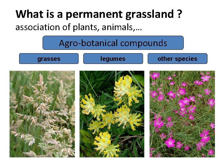 What is a permanent grassland ? association of plants, animals, … Agro-botanical compounds grasses