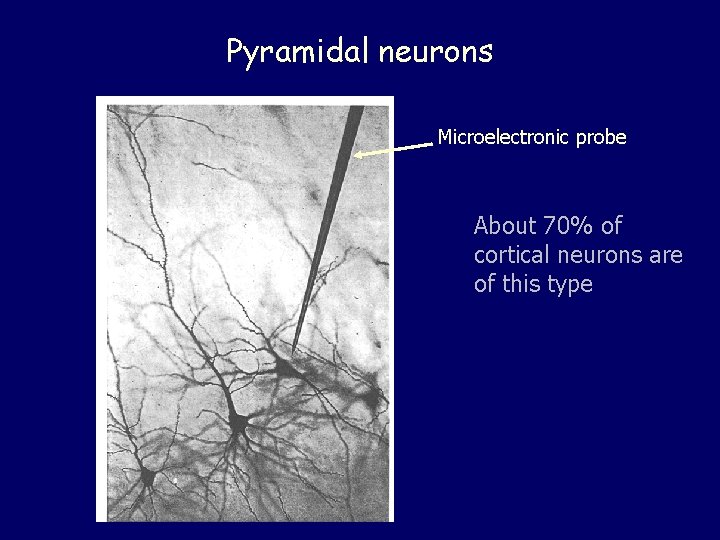 Pyramidal neurons Microelectronic probe About 70% of cortical neurons are of this type 