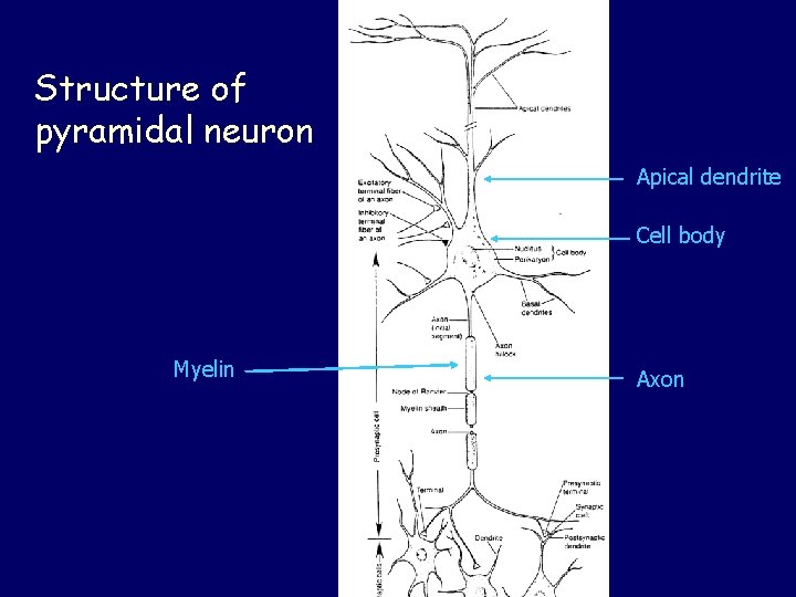 Structure of pyramidal neuron Apical dendrite Cell body Myelin Axon 