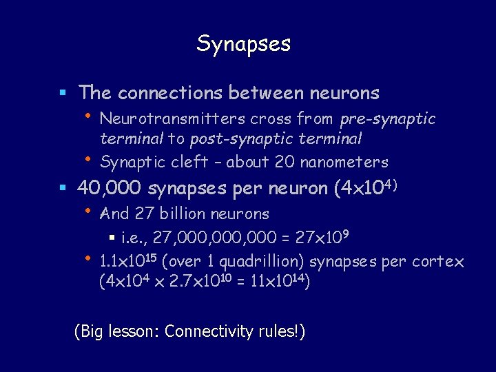 Synapses § The connections between neurons • Neurotransmitters cross from pre-synaptic • terminal to