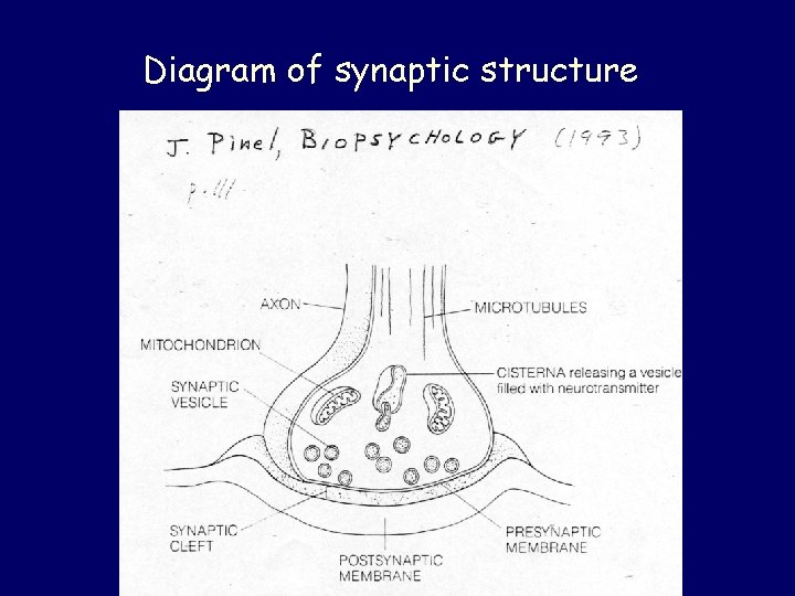 Diagram of synaptic structure 