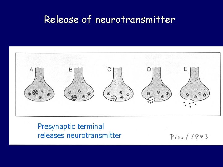 Release of neurotransmitter Presynaptic terminal releases neurotransmitter 