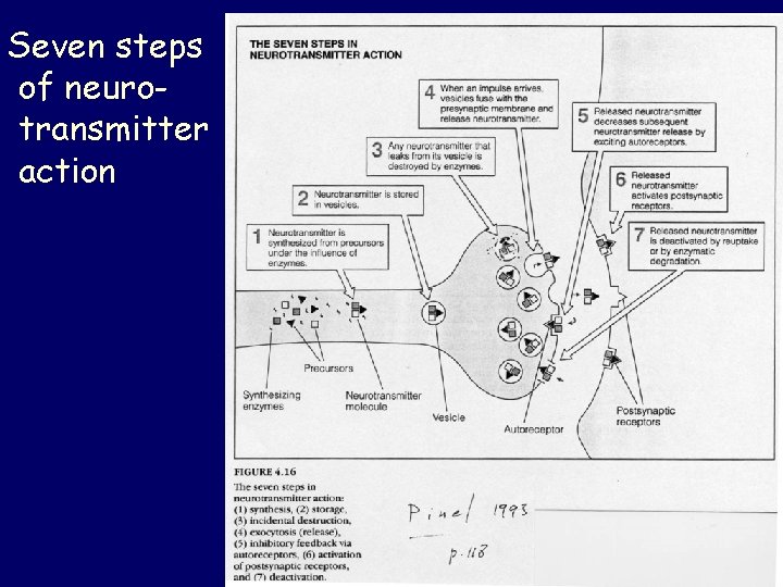 Seven steps of neurotransmitter action 