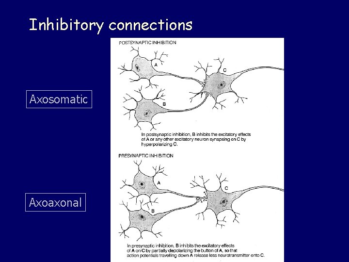 Inhibitory connections Axosomatic Axoaxonal 