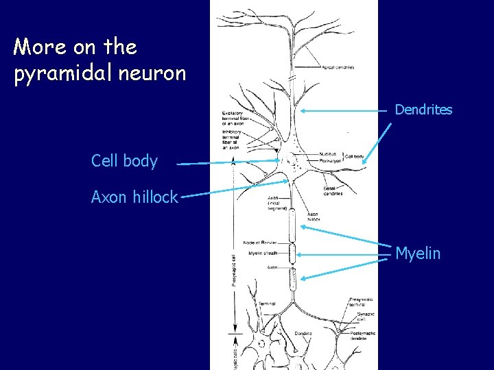 More on the pyramidal neuron Dendrites Cell body Axon hillock Myelin 