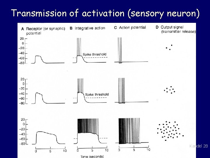 Transmission of activation (sensory neuron) Kandel 28 