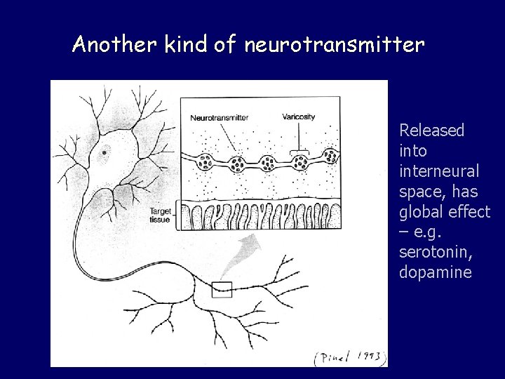 Another kind of neurotransmitter Released into interneural space, has global effect – e. g.