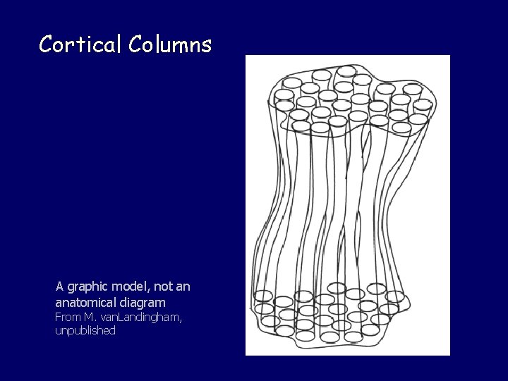 Cortical Columns A graphic model, not an anatomical diagram From M. van. Landingham, unpublished