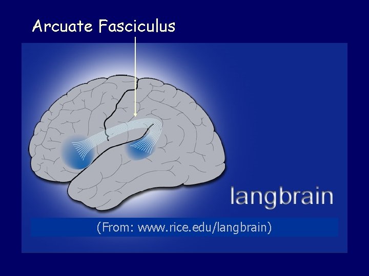 Arcuate Fasciculus (From: www. rice. edu/langbrain) 