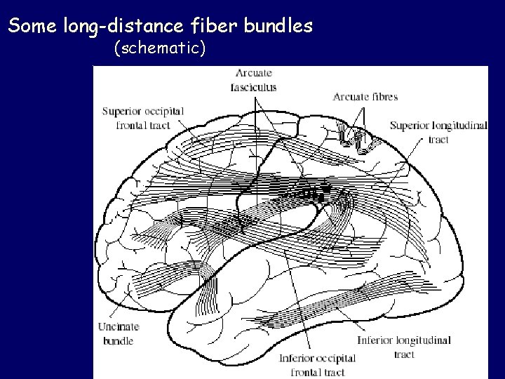 Some long-distance fiber bundles (schematic) 