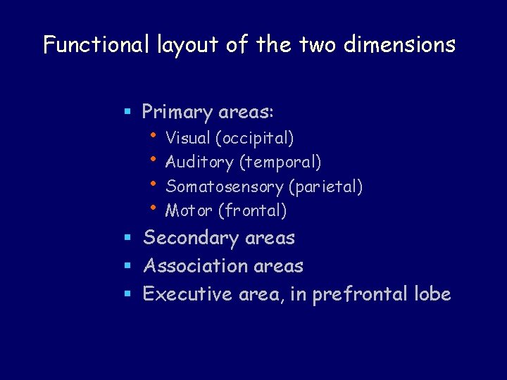 Functional layout of the two dimensions § Primary areas: • Visual (occipital) • Auditory