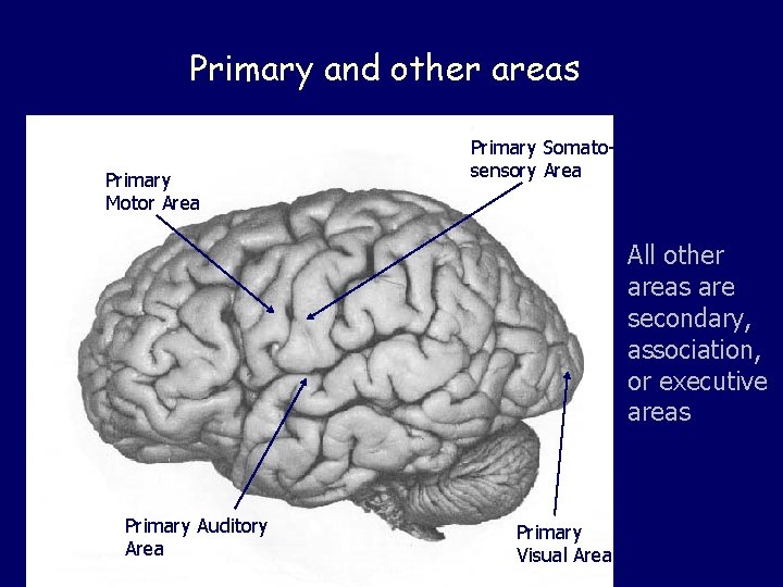 Primary and other areas Primary Motor Area Primary Somatosensory Area All other areas are