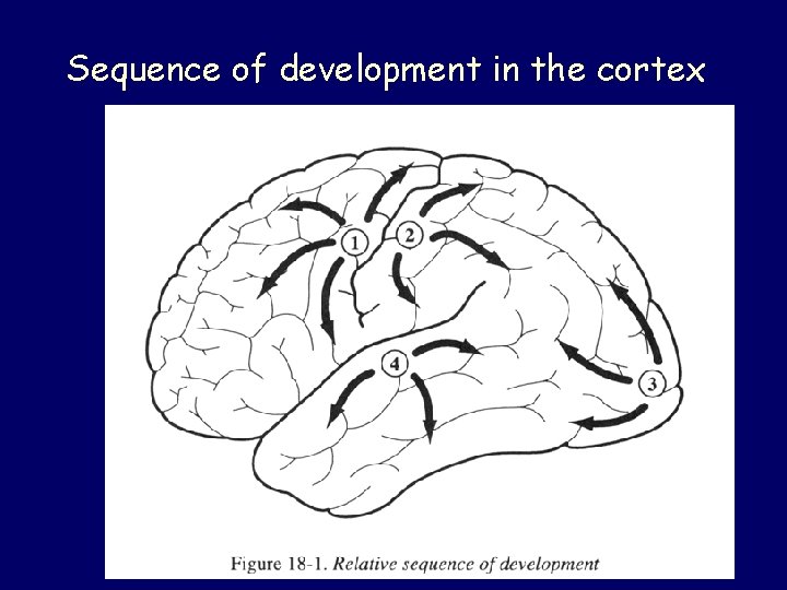 Sequence of development in the cortex 