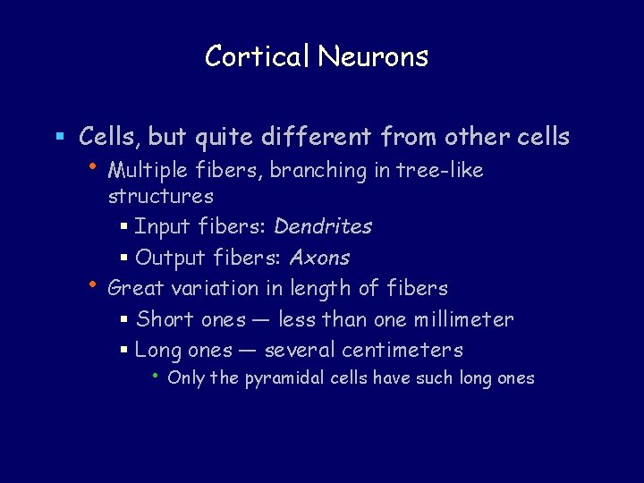 Cortical Neurons § Cells, but quite different from other cells • Multiple fibers, branching