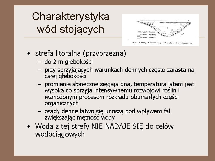 Charakterystyka wód stojących • strefa litoralna (przybrzeżna) – do 2 m głębokości – przy