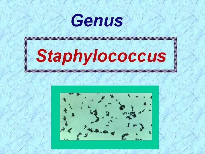 Genus Staphylococcus 