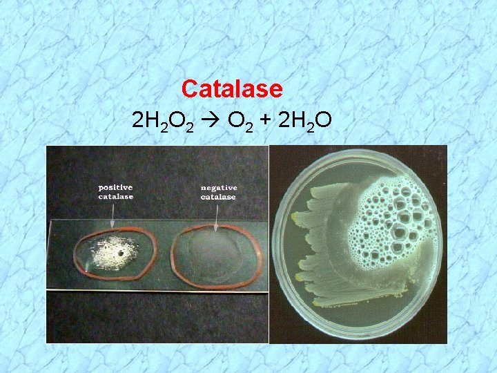 Catalase 2 H 2 O 2 + 2 H 2 O 