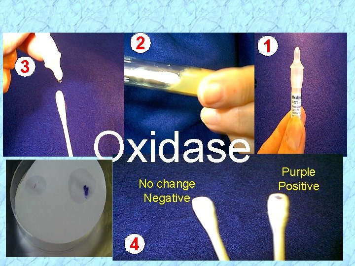 2 3 Crush ampule Oxidase No change Negative 4 1 Purple Positive 