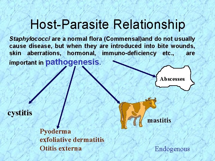 Host-Parasite Relationship Staphylococci are a normal flora (Commensal)and do not usually cause disease, but