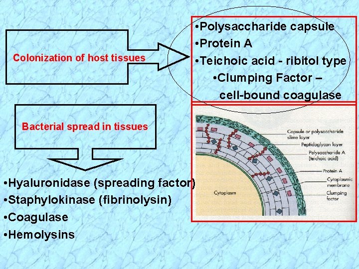 Colonization of host tissues • Polysaccharide capsule • Protein A • Teichoic acid -