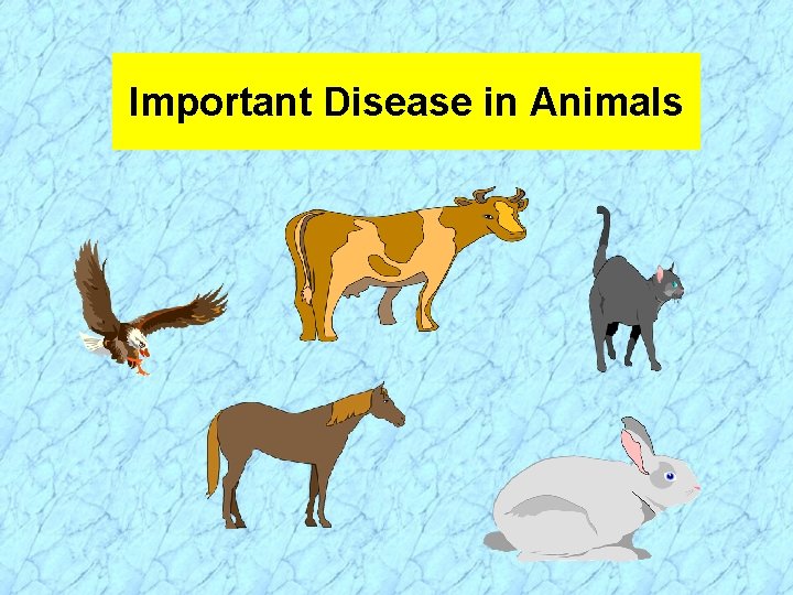 Important Disease in Animals 