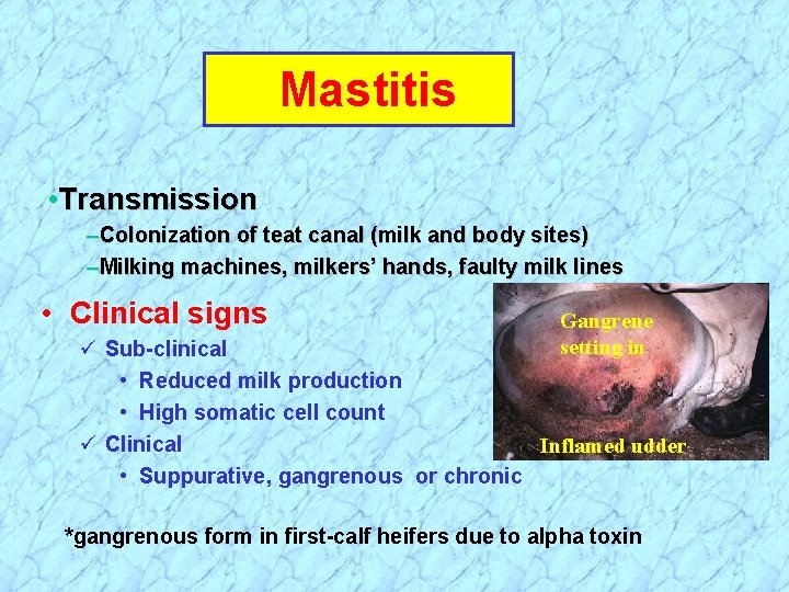 Mastitis • Transmission –Colonization of teat canal (milk and body sites) –Milking machines, milkers’