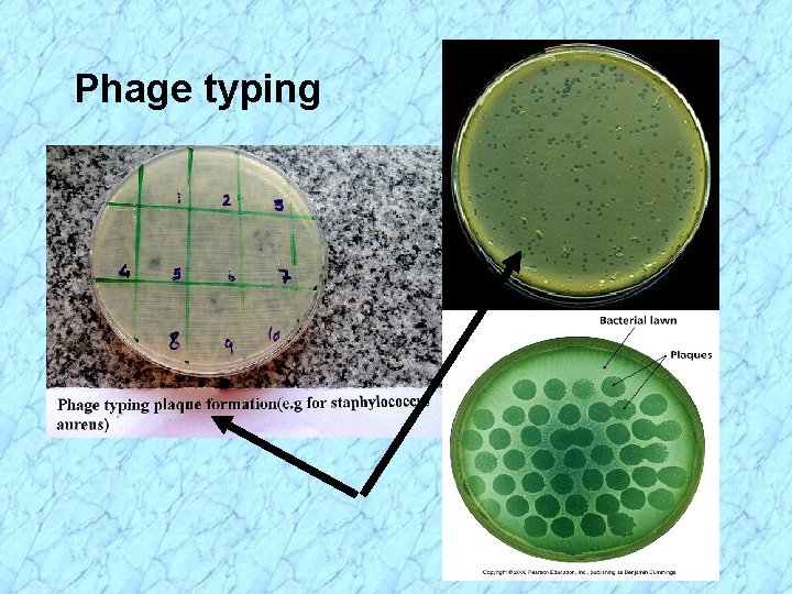 Phage typing 