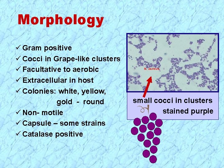 Morphology ü Gram positive ü Cocci in Grape-like clusters ü Facultative to aerobic ü