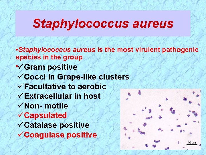 Staphylococcus aureus • Staphylococcus aureus is the most virulent pathogenic species in the group