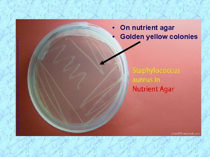  • On nutrient agar • Golden yellow colonies 