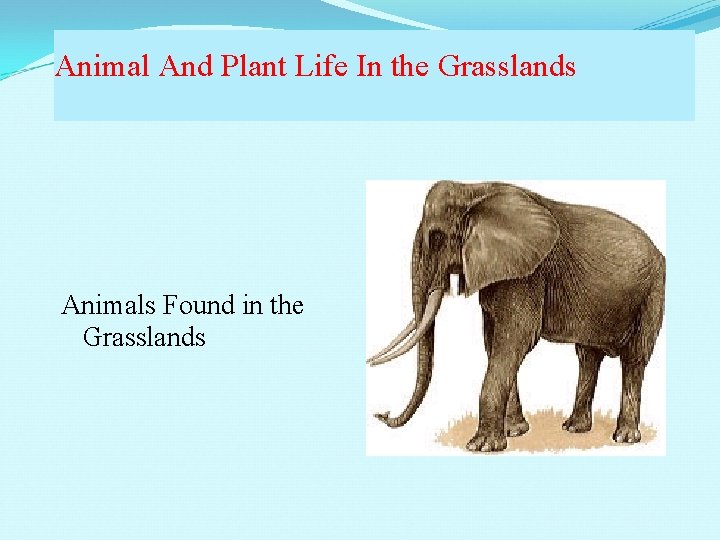 Animal And Plant Life In the Grasslands Animals Found in the Grasslands 