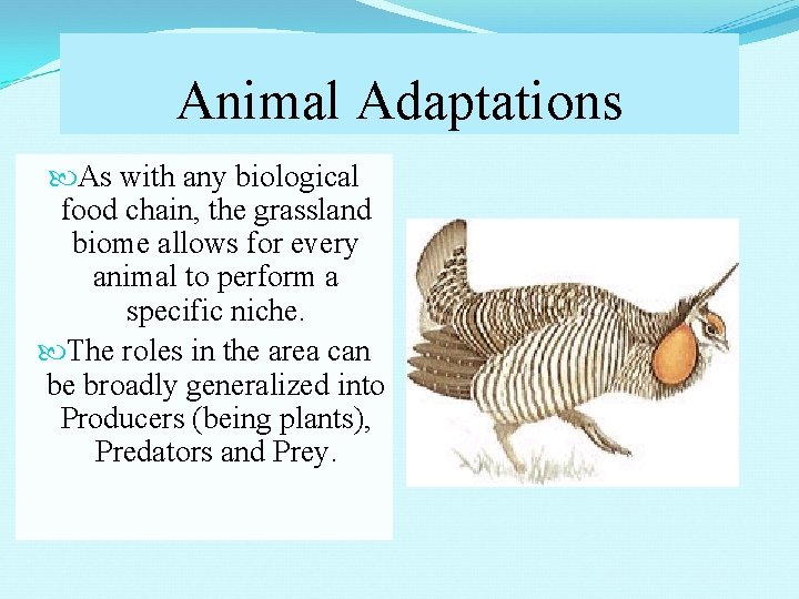 Animal Adaptations As with any biological food chain, the grassland biome allows for every