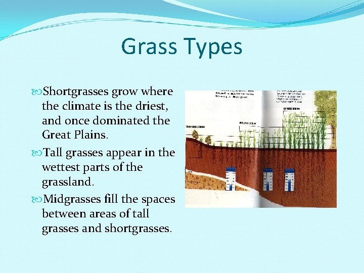 Grass Types Shortgrasses grow where the climate is the driest, and once dominated the