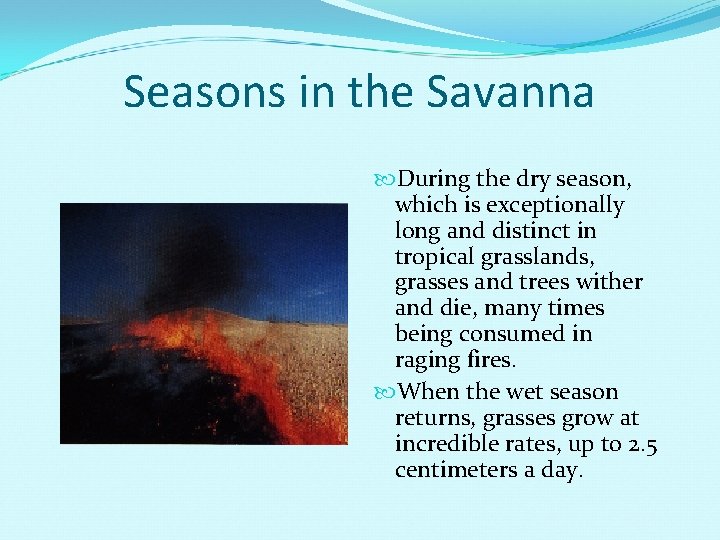 Seasons in the Savanna During the dry season, which is exceptionally long and distinct