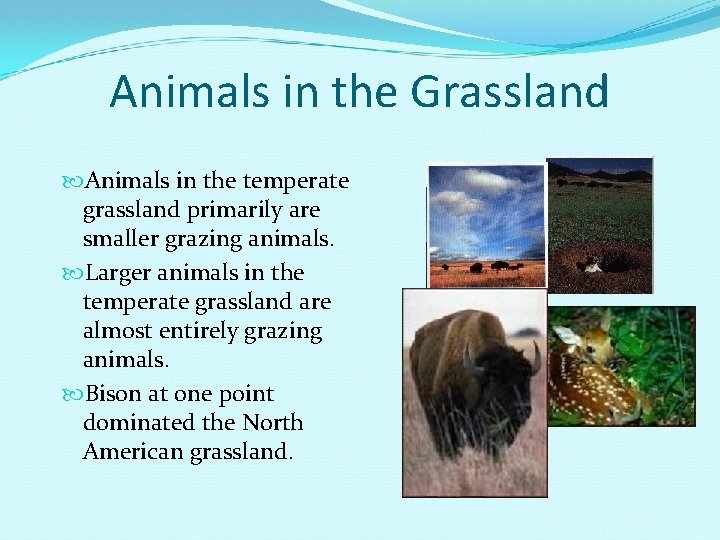 Animals in the Grassland Animals in the temperate grassland primarily are smaller grazing animals.