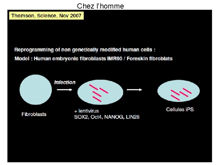 Chez l’homme 