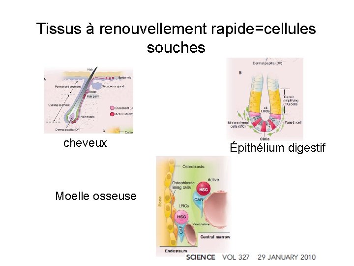 Tissus à renouvellement rapide=cellules souches cheveux Moelle osseuse Épithélium digestif 