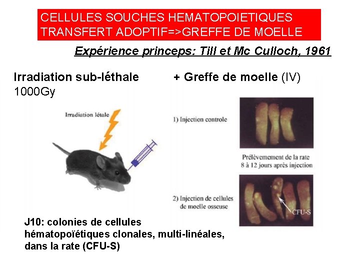 CELLULES SOUCHES HEMATOPOIETIQUES TRANSFERT ADOPTIF=>GREFFE DE MOELLE Expérience princeps: Till et Mc Culloch, 1961