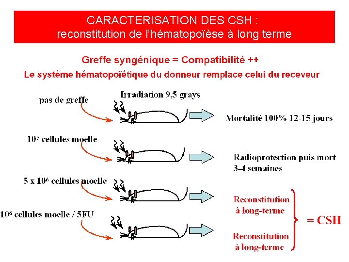 CARACTERISATION DES CSH : reconstitution de l’hématopoïèse à long terme 