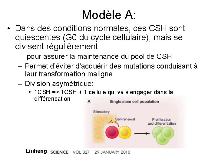 Modèle A: • Dans des conditions normales, ces CSH sont quiescentes (G 0 du