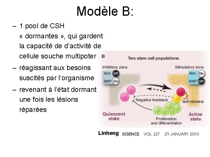 Modèle B: – 1 pool de CSH « dormantes » , qui gardent la