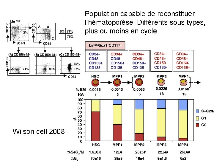 Population capable de reconstituer l’hématopoïèse: Différents sous types, plus ou moins en cycle Wilson