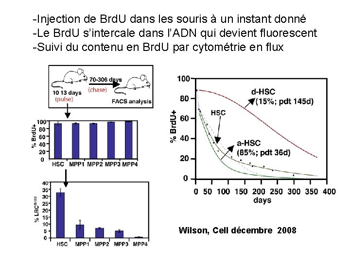 -Injection de Brd. U dans les souris à un instant donné -Le Brd. U