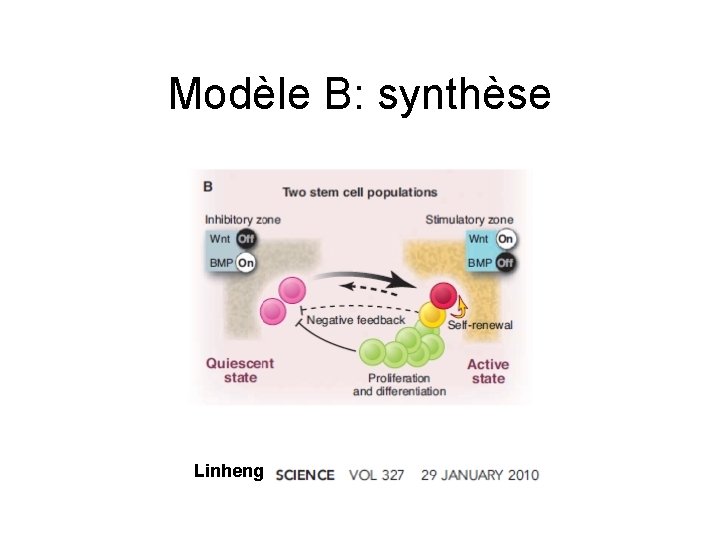 Modèle B: synthèse Linheng 